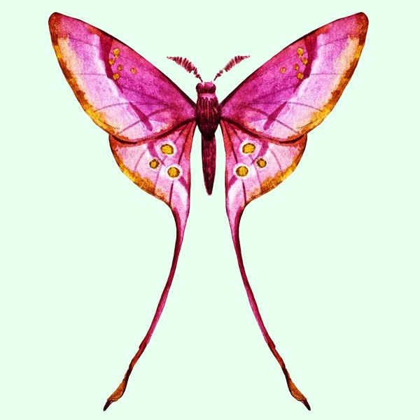 Personality Test Butterfly 6